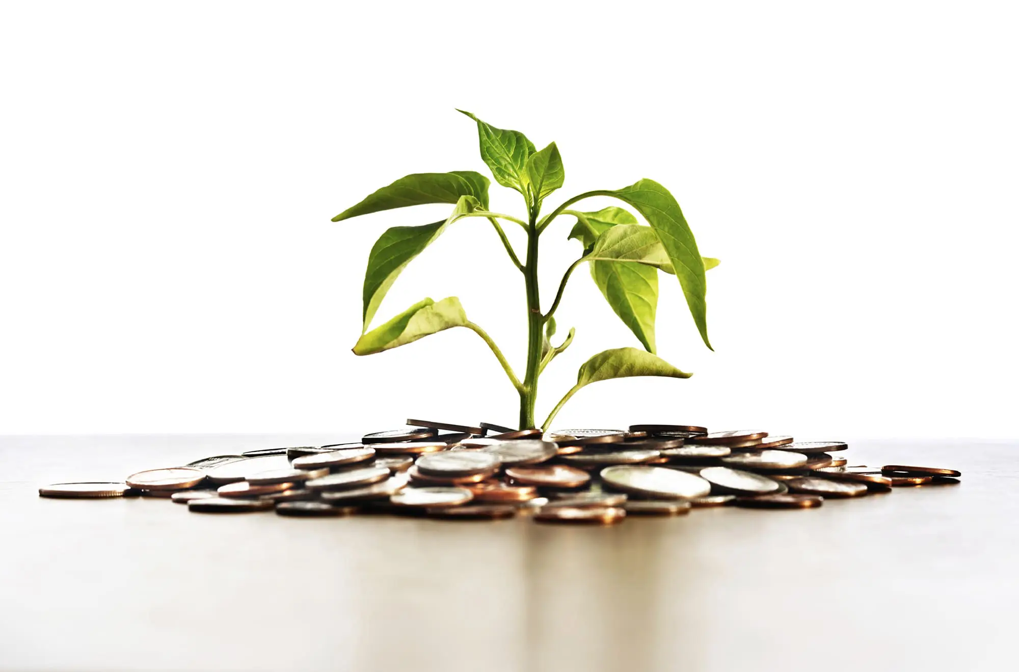 A plant sprouting from a pile of coins symbolizes growth or investment.