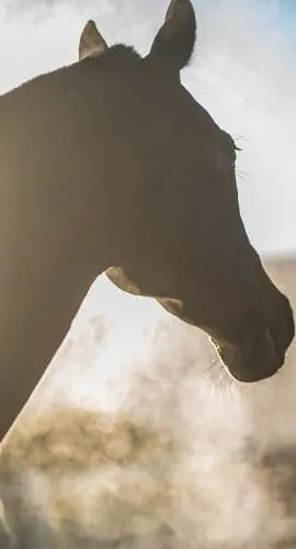 A horse's head is silhouetted against a bright sky, with breath condensation visible from its nostrils.