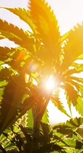 Hemp plant in the sunlight