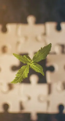 Medical Cannabis Plant in a Puzzle
