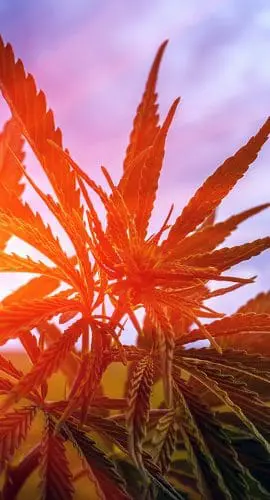 A close-up view of cannabis leaves with the sun setting behind them and clouds in the sky.