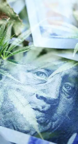Cannabis leaves and buds are spread over several U.S. hundred dollar bills.