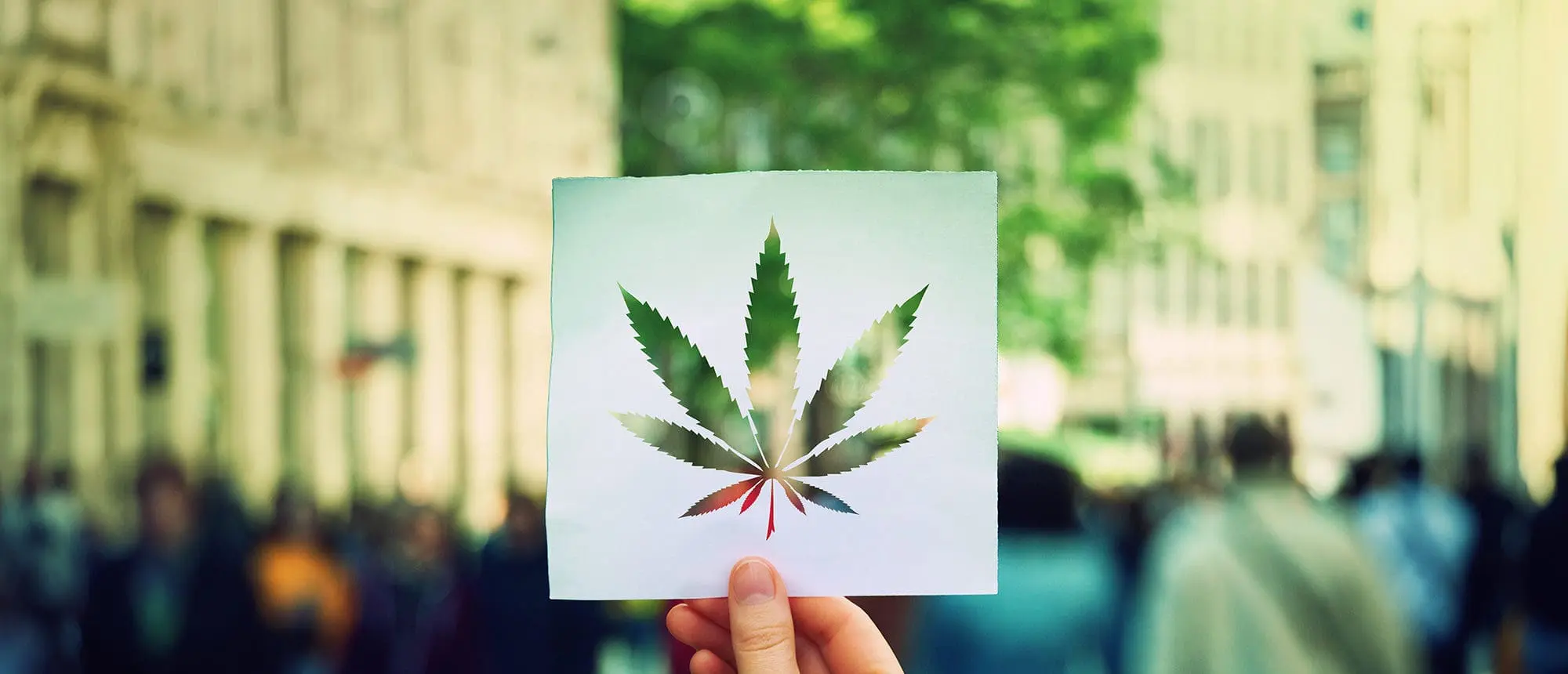 A hand holds up a photo of a marijuana leaf against a blurred city street background.