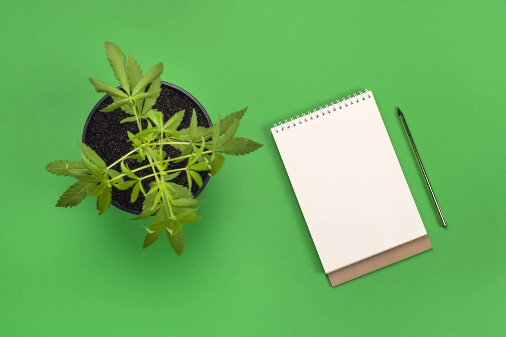 Hemp or cannabis plant in black flower pot and white modern blank notebook with copy space and green pencil. Top view flat lay banner. Business, office or education concept with copy space.