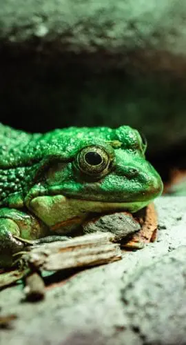Vibrant green frog resting on rocky terrain